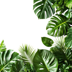 Tropical foliage frame design on transparent background