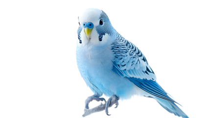 Blue budgie isolated on white background. Budgerigars bird or wavy parrot