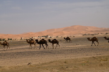 Maroc, Dunes de Merzouga