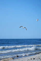 White grey gulls flying over the sea and on the edge of the foam water