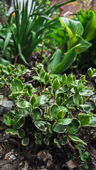 Vibrant green foliage in a lush garden setting