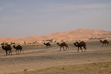 Maroc, Dunes de Merzouga