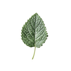 single green mint leaf flat lay on clean white surface
