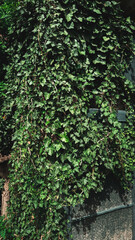 Lush green ivy vines climbing on a wooden fence in a sunlit garden