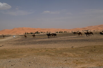 Maroc, Dunes de Merzouga