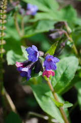 Lungwort