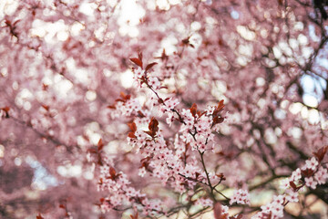 Plum flower and the background blue sky are in Spring season