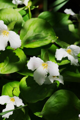 The white trillium, large-flowered trillium, great white trillium, or white wake-robin (Trillium grandiflorum)