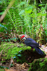 Pileated woodpecker (Dryocopus pileatus)
