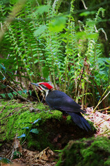 Pileated woodpecker (Dryocopus pileatus)