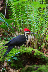 Fototapeta premium Pileated woodpecker (Dryocopus pileatus)