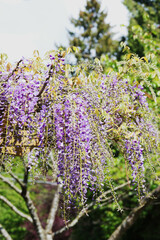 Wisteria