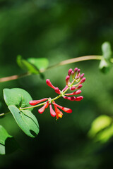 coral honeysuckle, trumpet honeysuckle, or scarlet honeysuckle (Lonicera sempervirens)