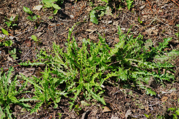 Thistle