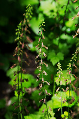Youth-on-age (Tolmiea menziesii)