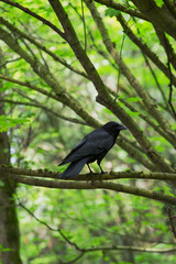 American crow (Corvus brachyrhynchos)
