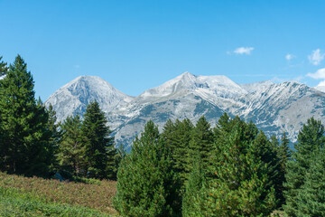 Obraz premium Distant view of Vihren Peak and Koncheto Ridge with pine trees in the foreground under clear blue sky in August.