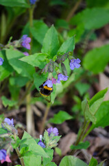 Bumblebee
