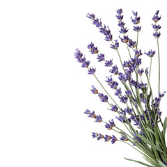 flat lay of fresh lavender bunch isolated on white background
