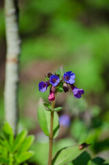 Lungwort