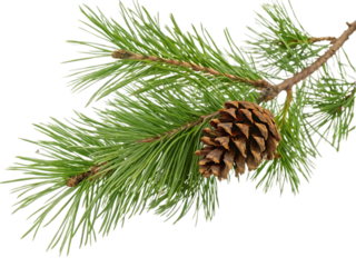pine cones on white background