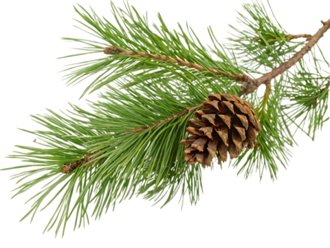 pine cones on white background