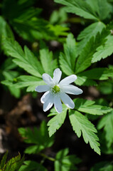 Anemone