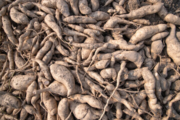Pile of freshly harvested cassava roots covered in soil ready for processing and consumption