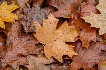 Autumn leaves, wet and vibrant (1)