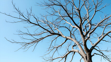 a tree with no leaves