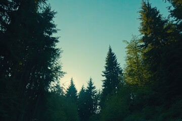 Sunlight filtering through a dense forest canopy