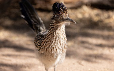 The crested crown of a roadrunner in the Sonoran Desert near Tucson Arizona.  