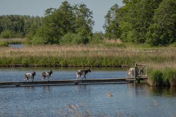shaggy Dutch country Landrace goats wonder around Twiskepolder mill biotope nature reserve rural countryside area. Animals in the Netherlands on a bridge over fresh water lake