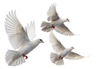 White Doves Soaring in the Sky