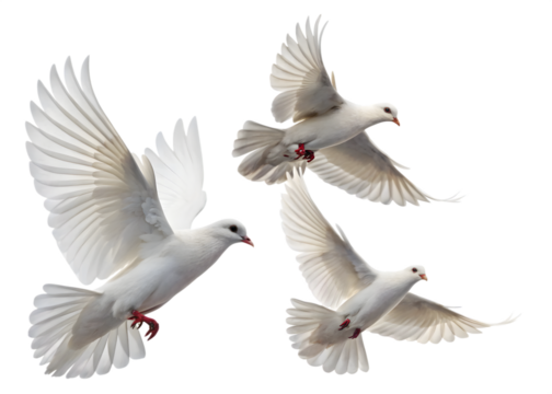 White Doves Soaring in the Sky