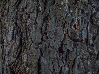 Rough dark tree bark texture with natural cracks and patterns, perfect for background or organic design use.