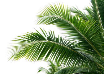 Naklejka premium Green Palm Leaves Tropical Nature Summer Plant