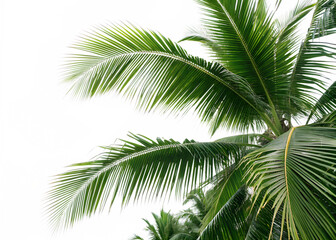 Fototapeta premium Palm tree greenery leaves