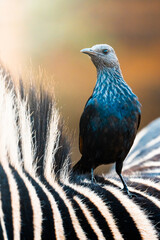 A colorful bird perches curiously on the striped back of a zebra, blending its vivid plumage against the bold pattern; sharp focus highlights the unique interaction in a natural setting.