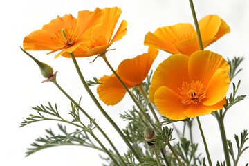 golden poppy flower isolated on white background