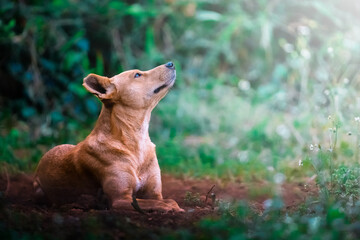 A beautiful stray dog rests calmly in the wild bush, its gentle expression and weathered features telling a story of resilience; sharp focus captures the peaceful moment against a softly blurred natur