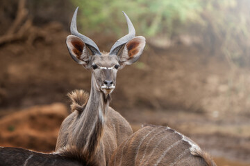 A Kudu juvenile bull lifts its head in alertness, scanning the surroundings for potential threats;...