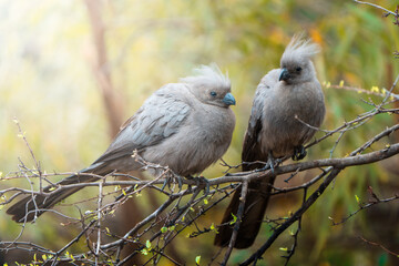 Two Go Away Birds perch on a branch, with a juvenile waiting patiently beside its parent; sharp focus captures their delicate features and tender interaction against the soft, natural backdrop