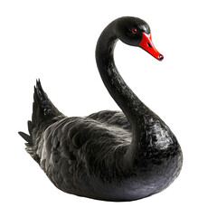 Isolated Black Swan Detailed
