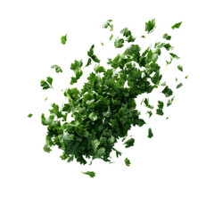 Exploding Fresh Parsley Leaves, Green Herb Burst, Culinary Ingredient