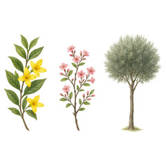 Obraz premium Set of green trees with leaves isolated on white background isolated on transparent or white background png