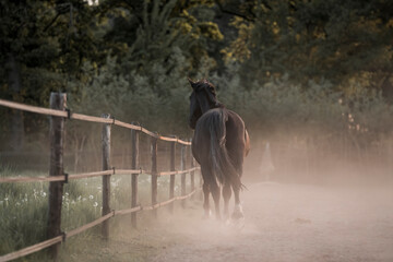horse equine pony in paddock paradise natural pretty living their best life 