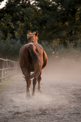 horse equine pony in paddock paradise natural pretty living their best life 