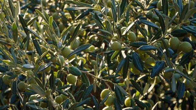 Sunlit olive grove swaying in the breeze at golden hour in highdefinition. Close-up of green olives growing on a tree, ideal for illustrating agriculture, Mediterranean food production, or natural oli