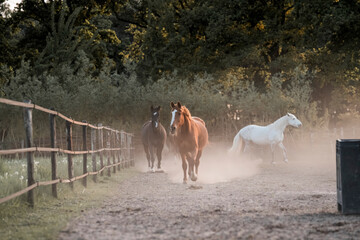 horse equine pony in paddock paradise running natural pretty living their best life 